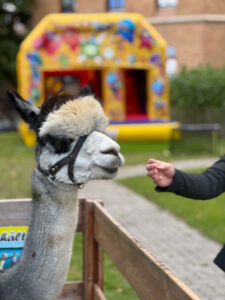 Alpaka und Hüpfburg