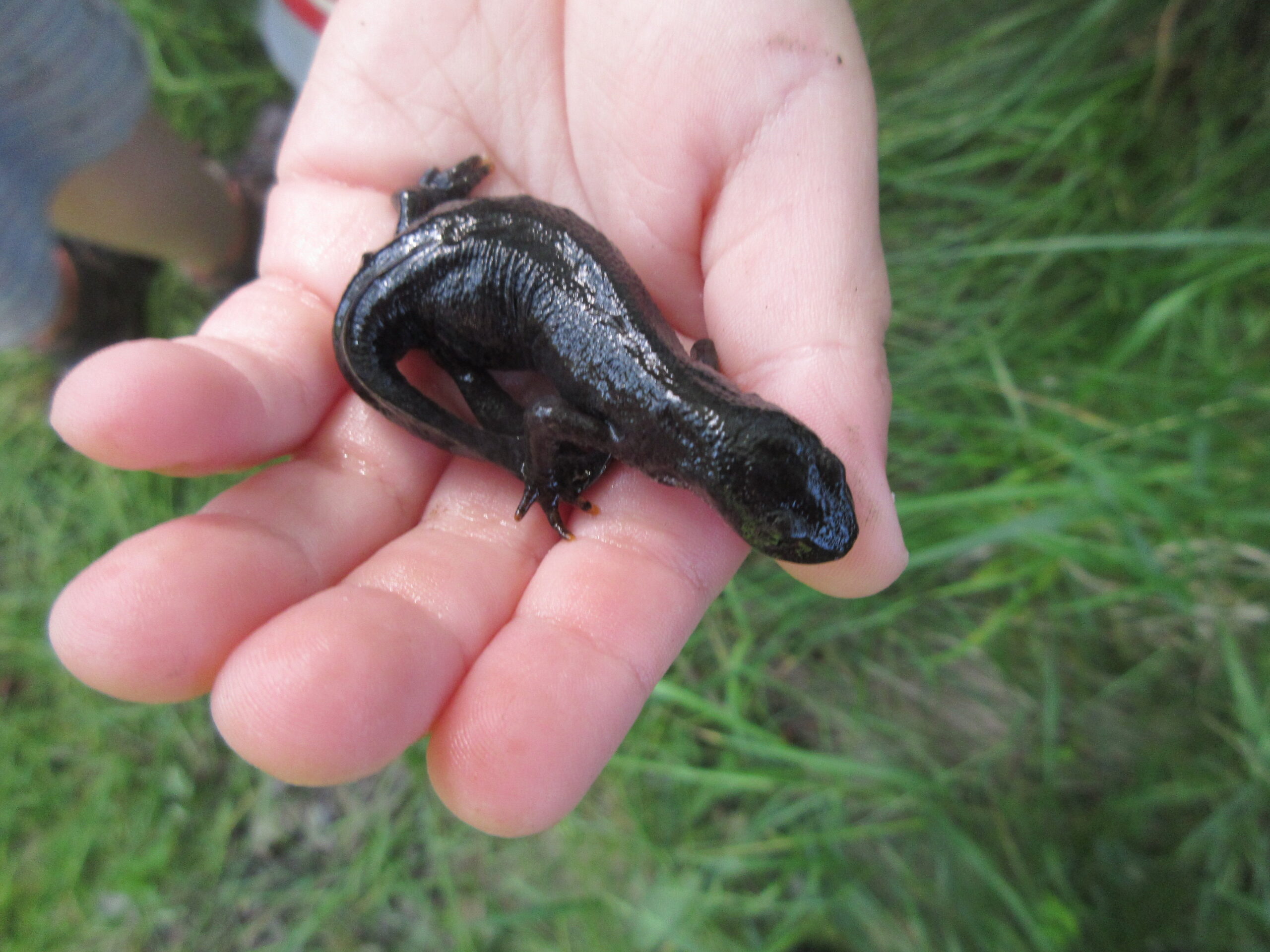 Wie lieben alles was kreucht und fleucht.