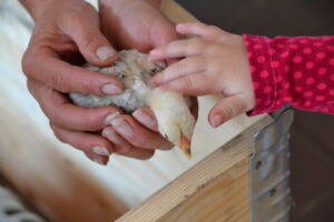 Kindergarten am Jakobsweg Kerspleben Kücken streicheln
