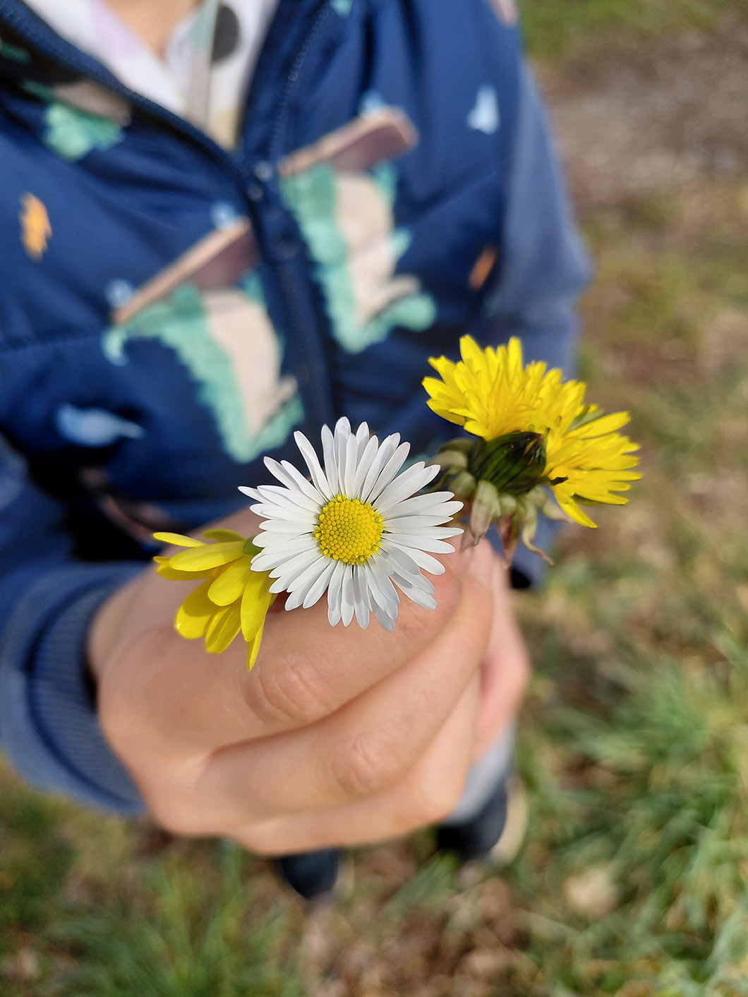 Evang. Kindergarten Schleiz_Blumen in einer Kinderhand