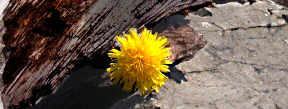 ambulanter Hospizdienst