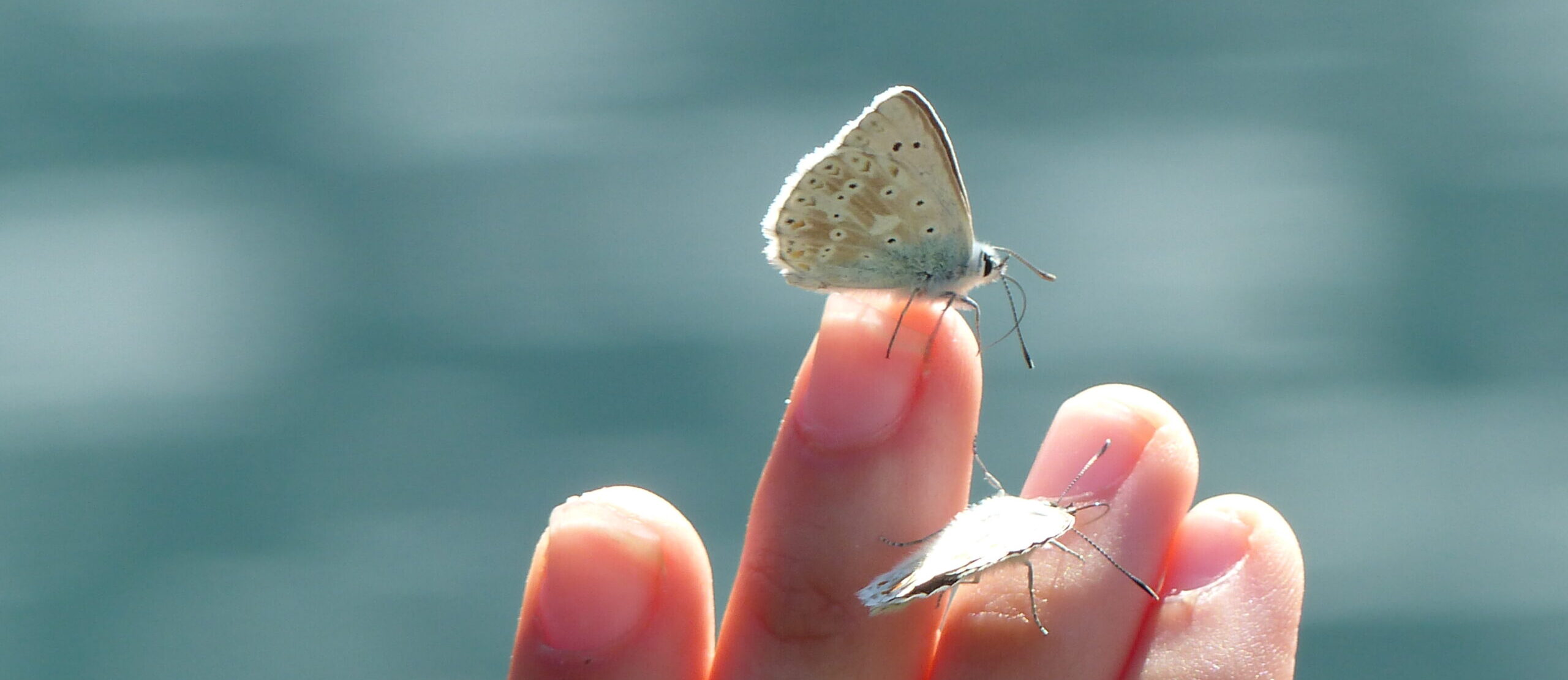 ambulanter Hospizdienst