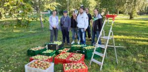 Saalfelder Werkstätten_Apfelernte, vier Personen mit Apfelkisten in einem Garten