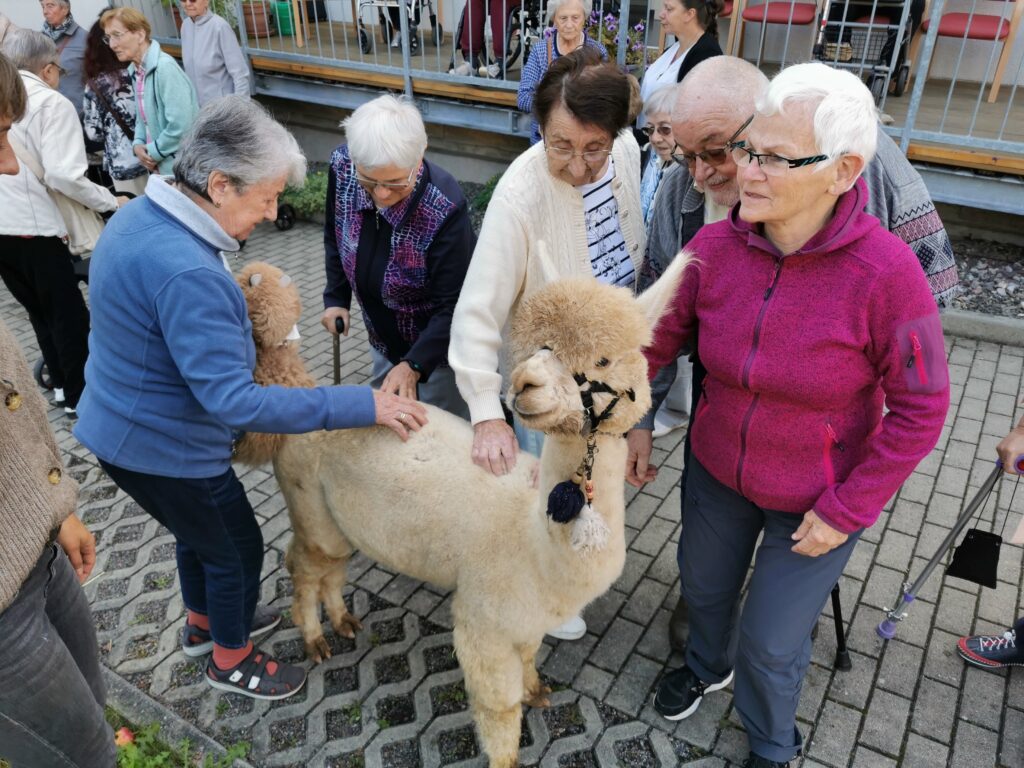 Tagespflege Südstadt Saalfeld_Tagesgäste streicheln ein Alpaka