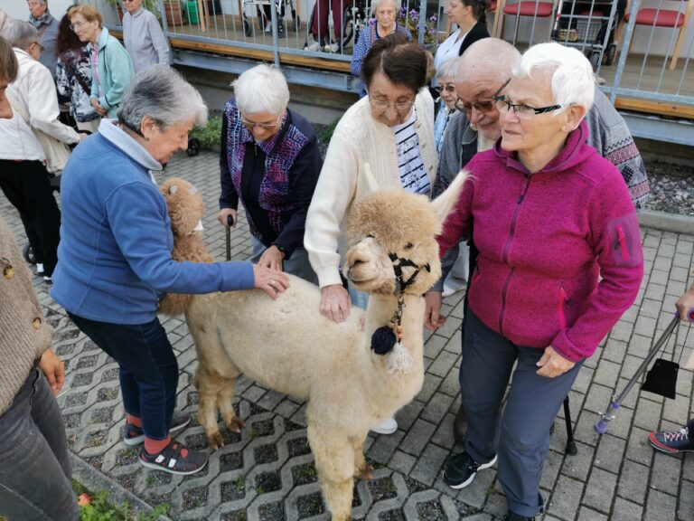 Tagespflege Südstadt Saalfeld_Tagesgäste streicheln ein Alpaka