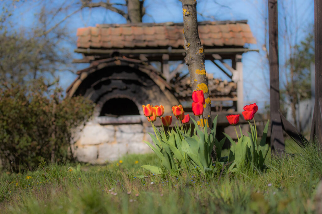 Ökoparadies im Landgut Holzdorf - Backofen mit roten Tulpen