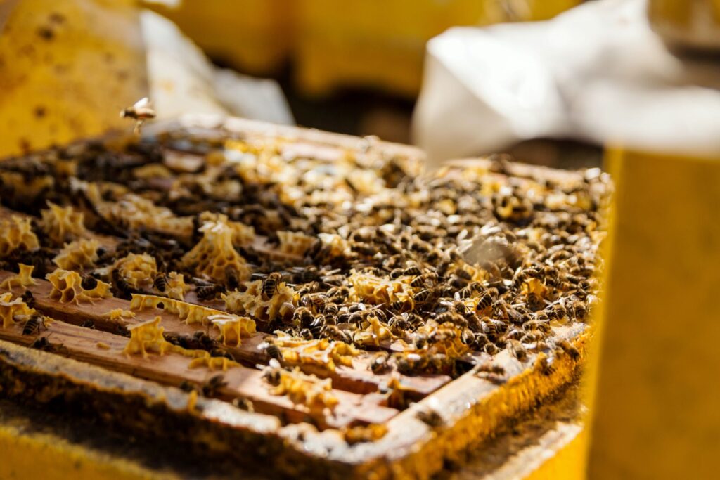 Imkerarbeit auf dem Stiftsgut Nägelstedt