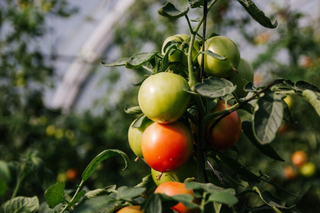 Tomaten auf dem Stiftsgut Nägelstedt