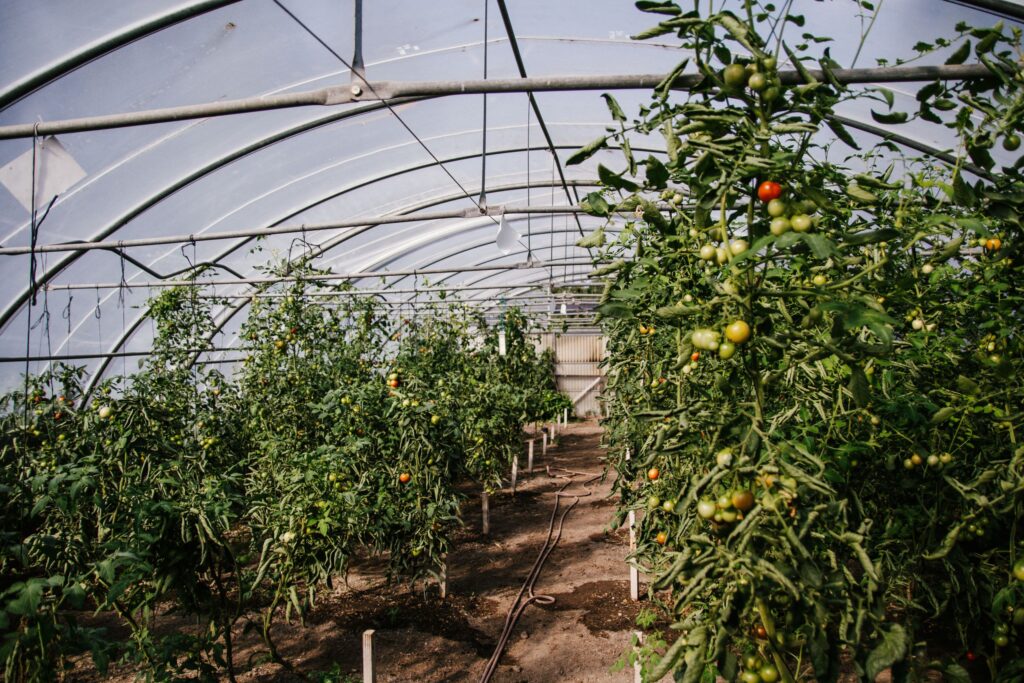 Pflanzen auf dem Stiftsgut Nägelstedt