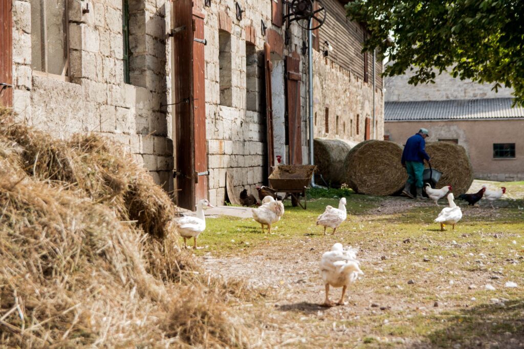 Gänse auf dem Stiftsgut Nägelstedt