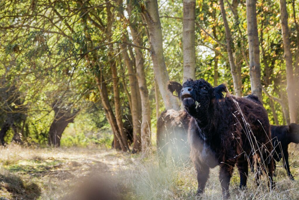 Kühe auf dem Stiftsgut Nägelstedt