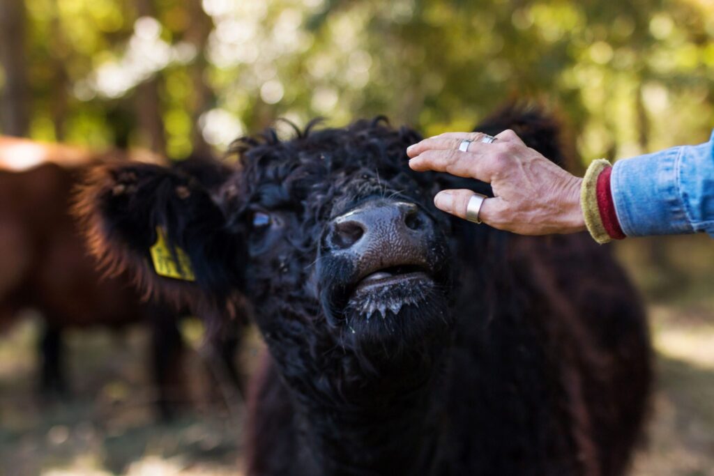 Kuh auf dem Stiftsgut Nägelstedt