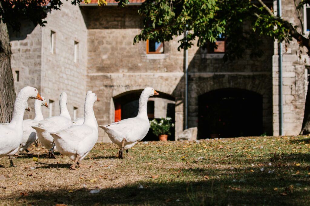 Gänse auf dem Stiftsgut Nägelstedt
