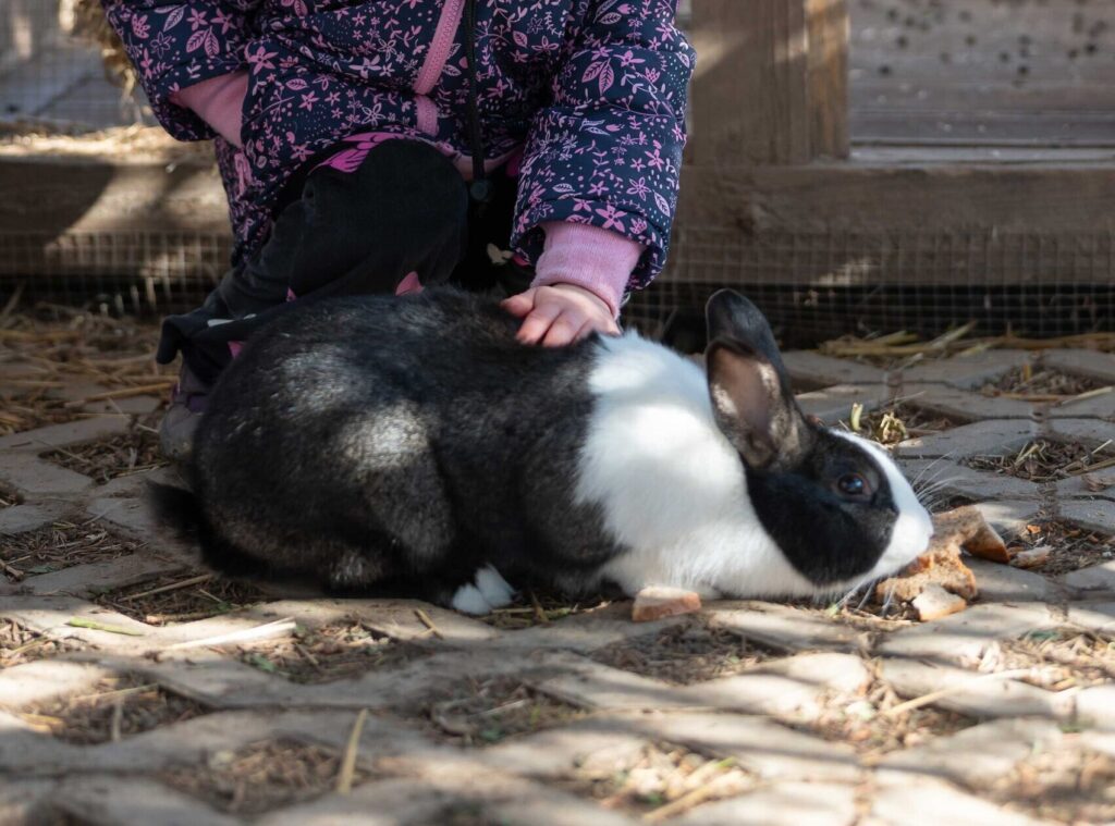 Ein Hase als Titelbild der aktuellen Lichtblicke Ausgabe